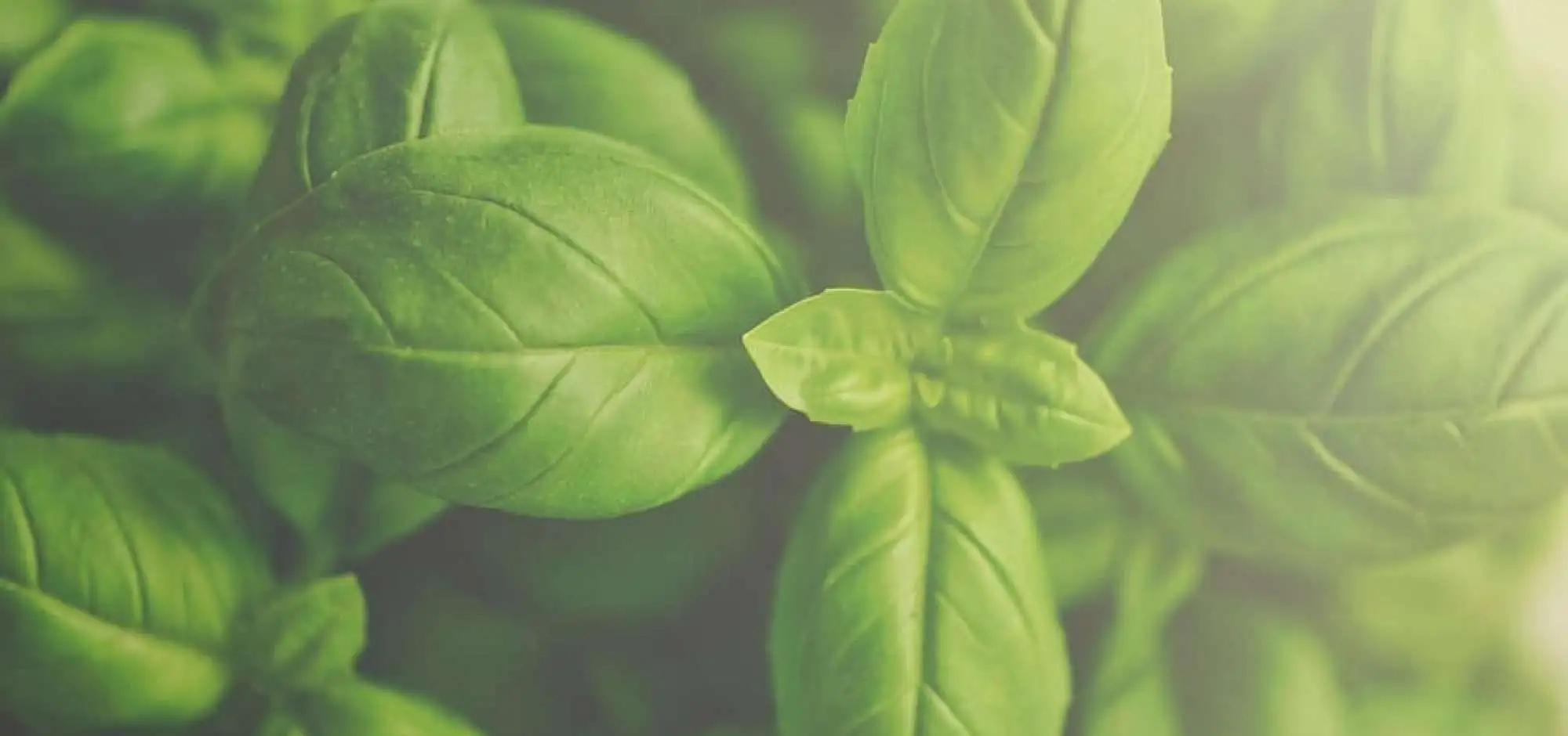 Basil: the fragrant