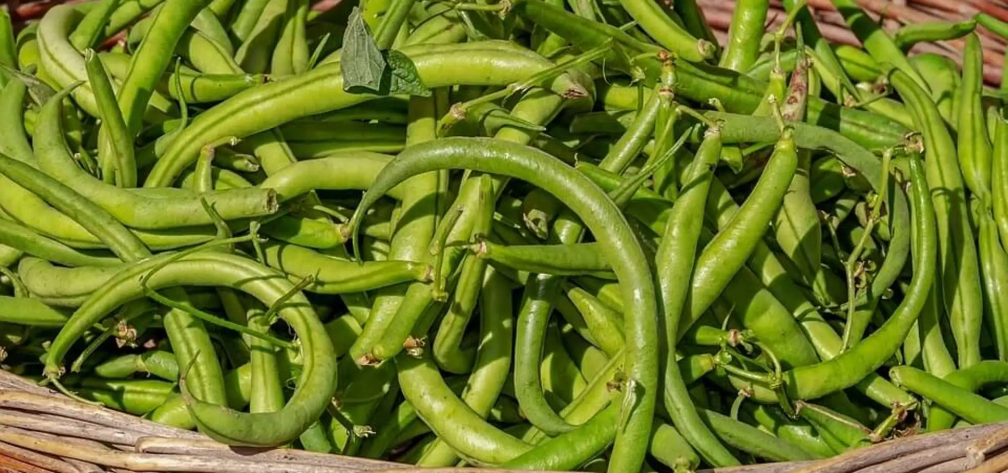 The green bean: the traditional