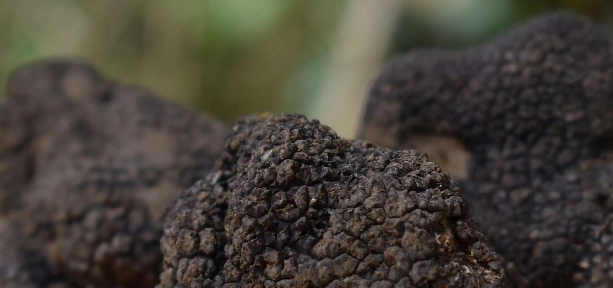 Truffles of Provence - Robert Florent