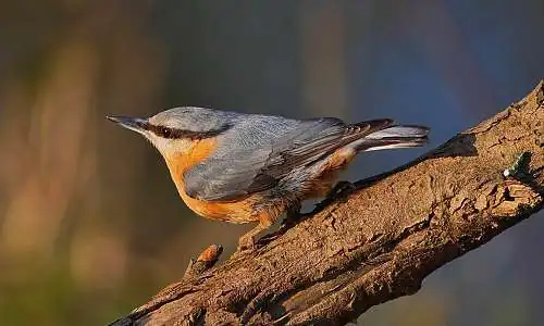bird-4585720_1920_danydory.jpg