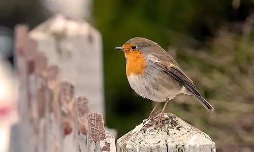 natural-3173902_1280_mhoejte.jpg