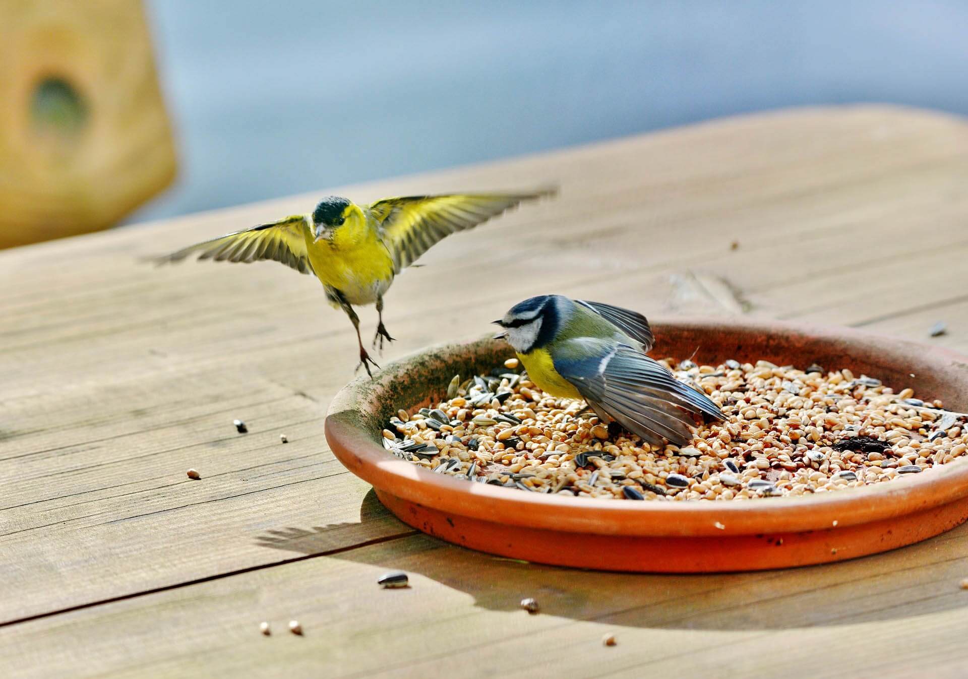 Blue Tit