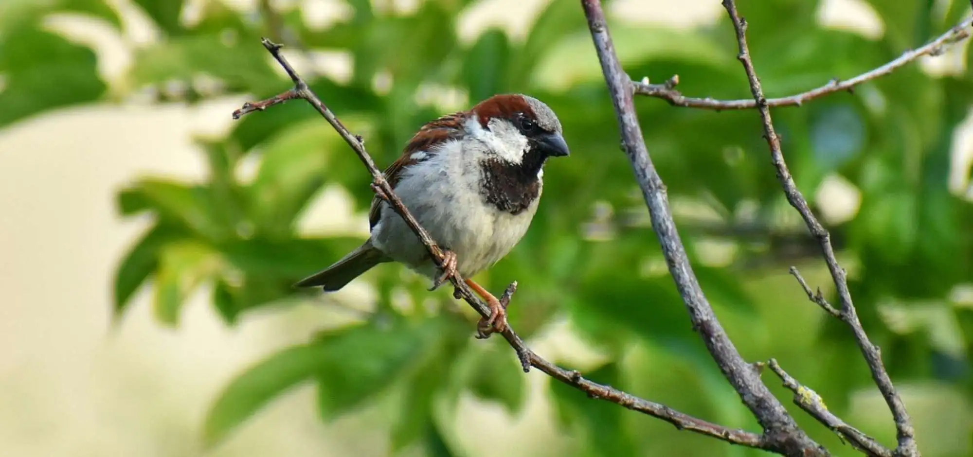Birds of our gardens