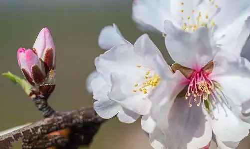 flower-of-the-almond-tree-4955172_1920_matressa.jpg