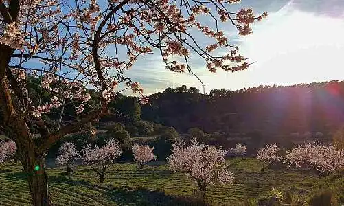 almond-tree-4721113_1920_WildFox.jpg