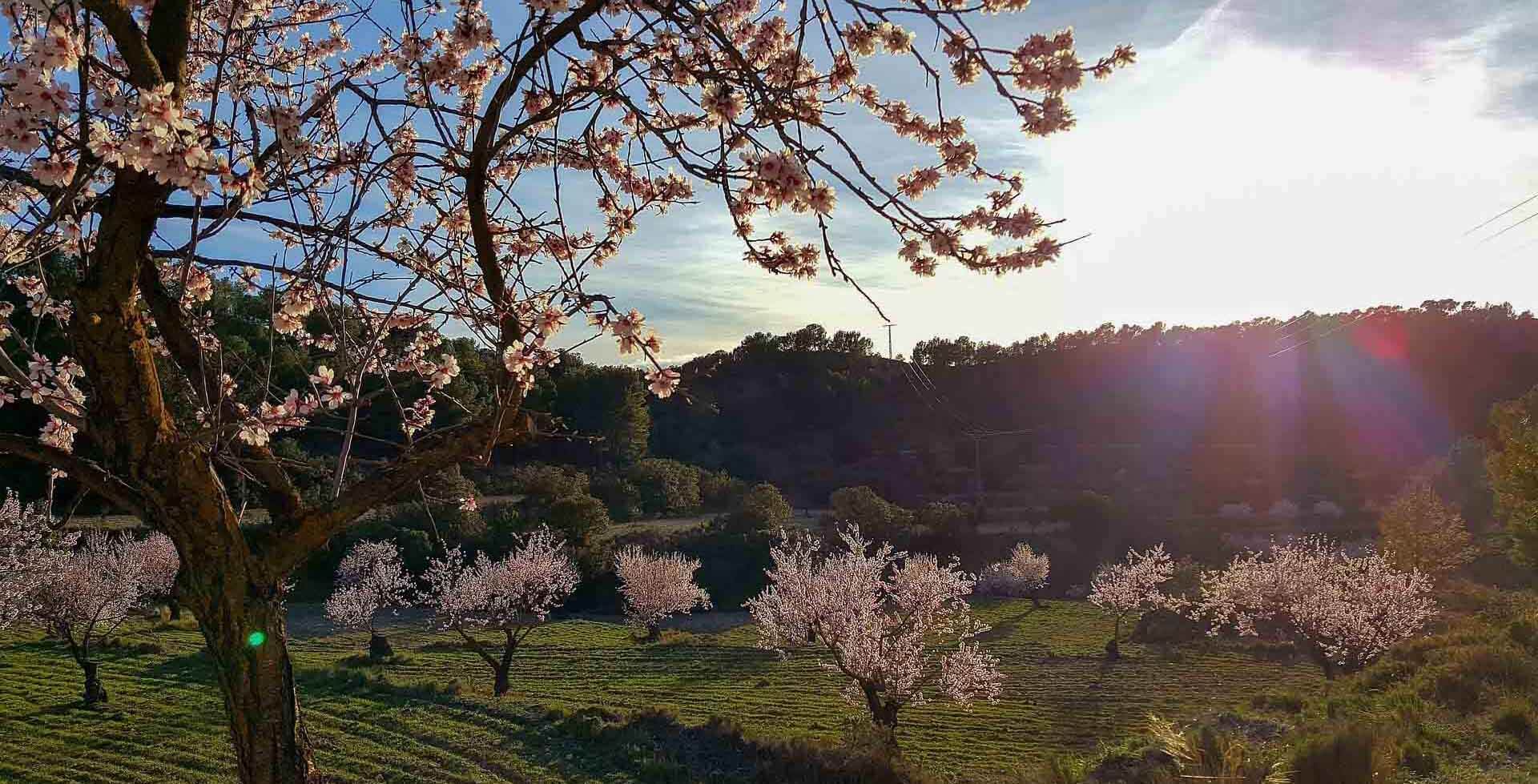 Almond trees