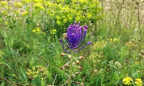 muscari à toupet avec euphorbe dentée.jpg