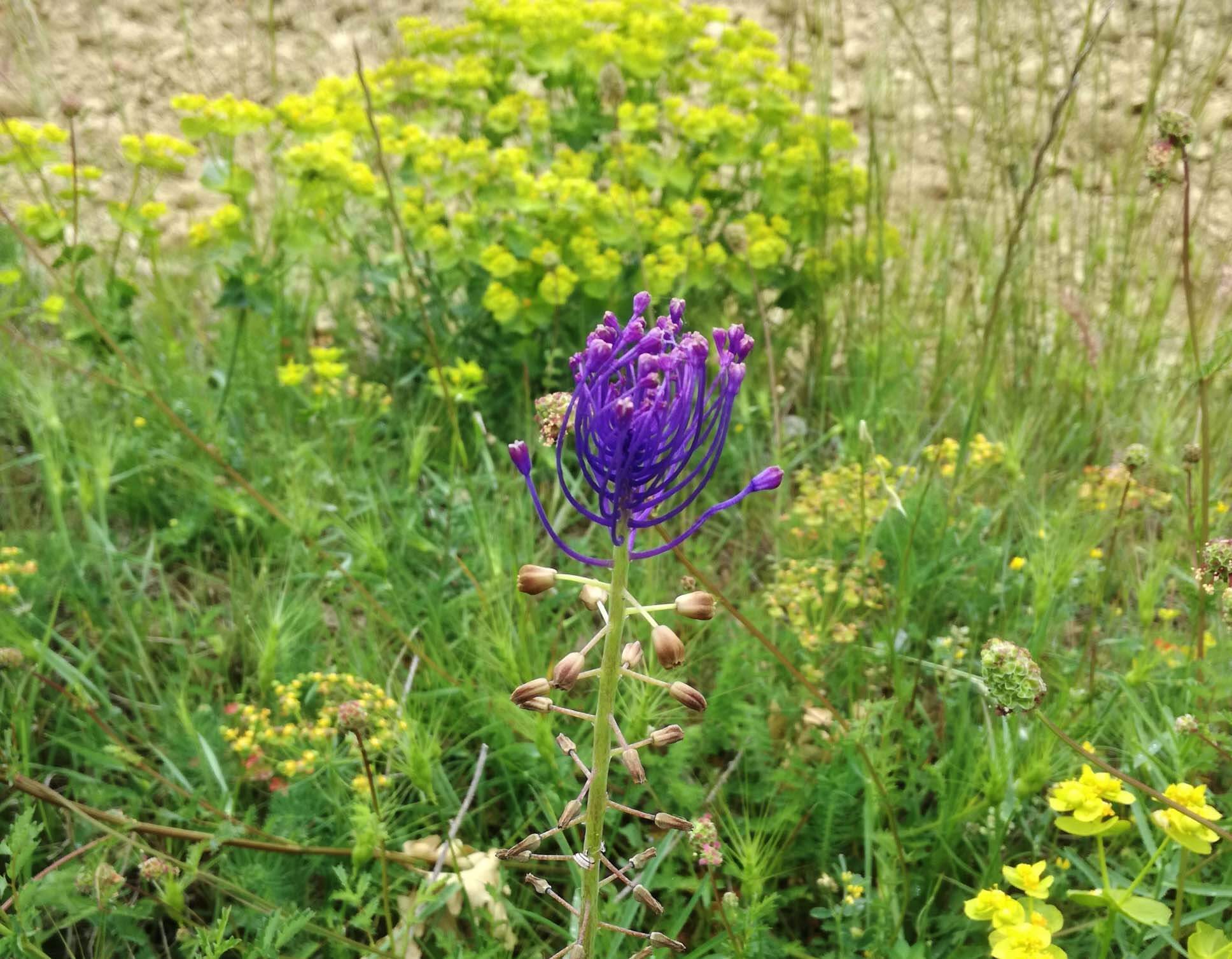 Muscari with toupet