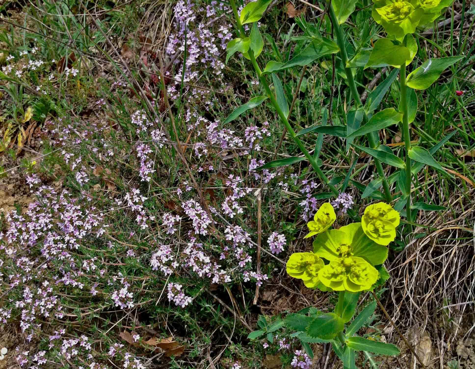 Thyme in bloom