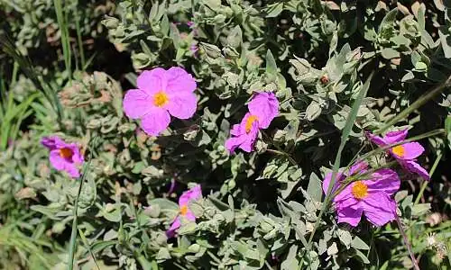 Ciste cotonneux garrigue.JPG