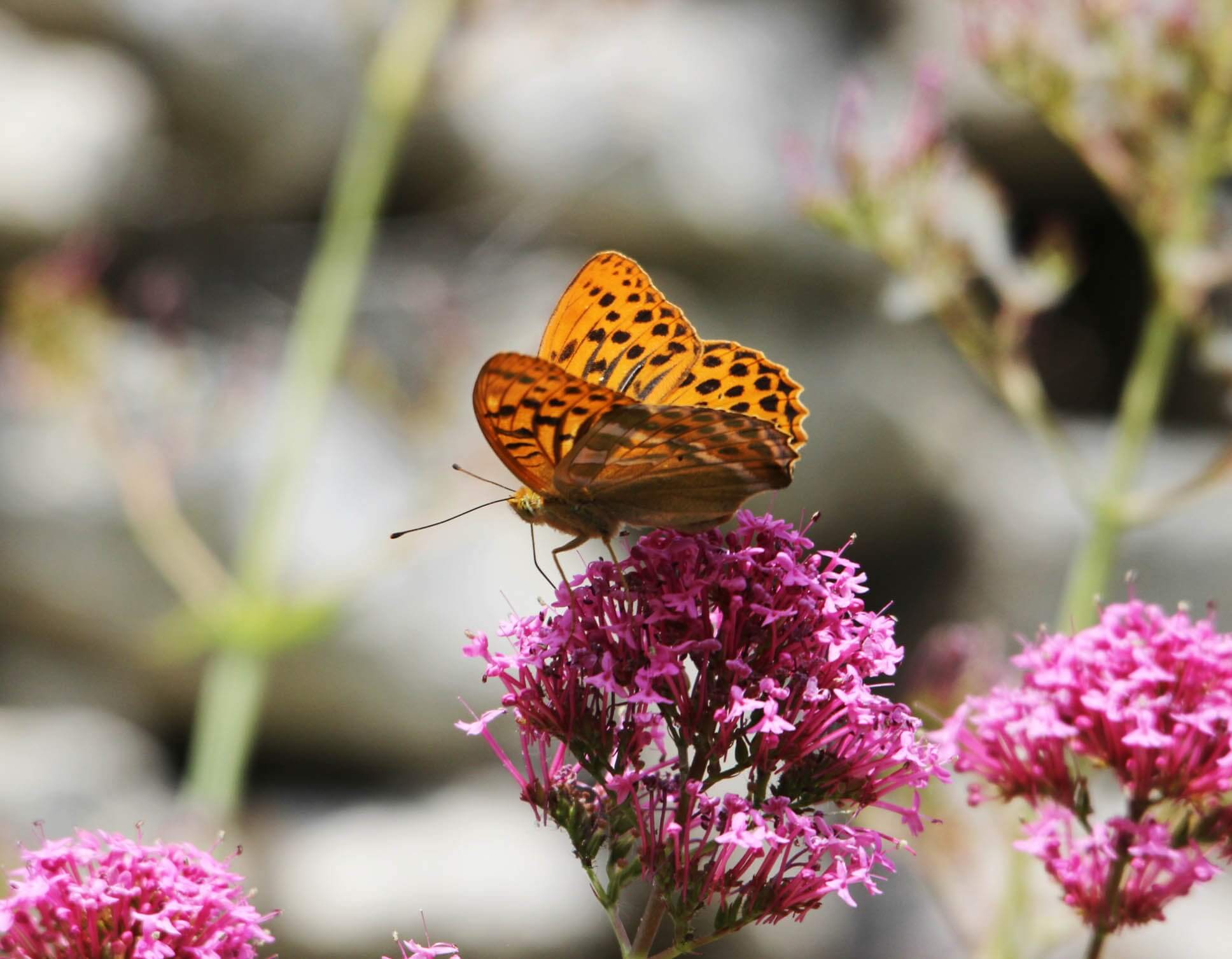 Valerianne