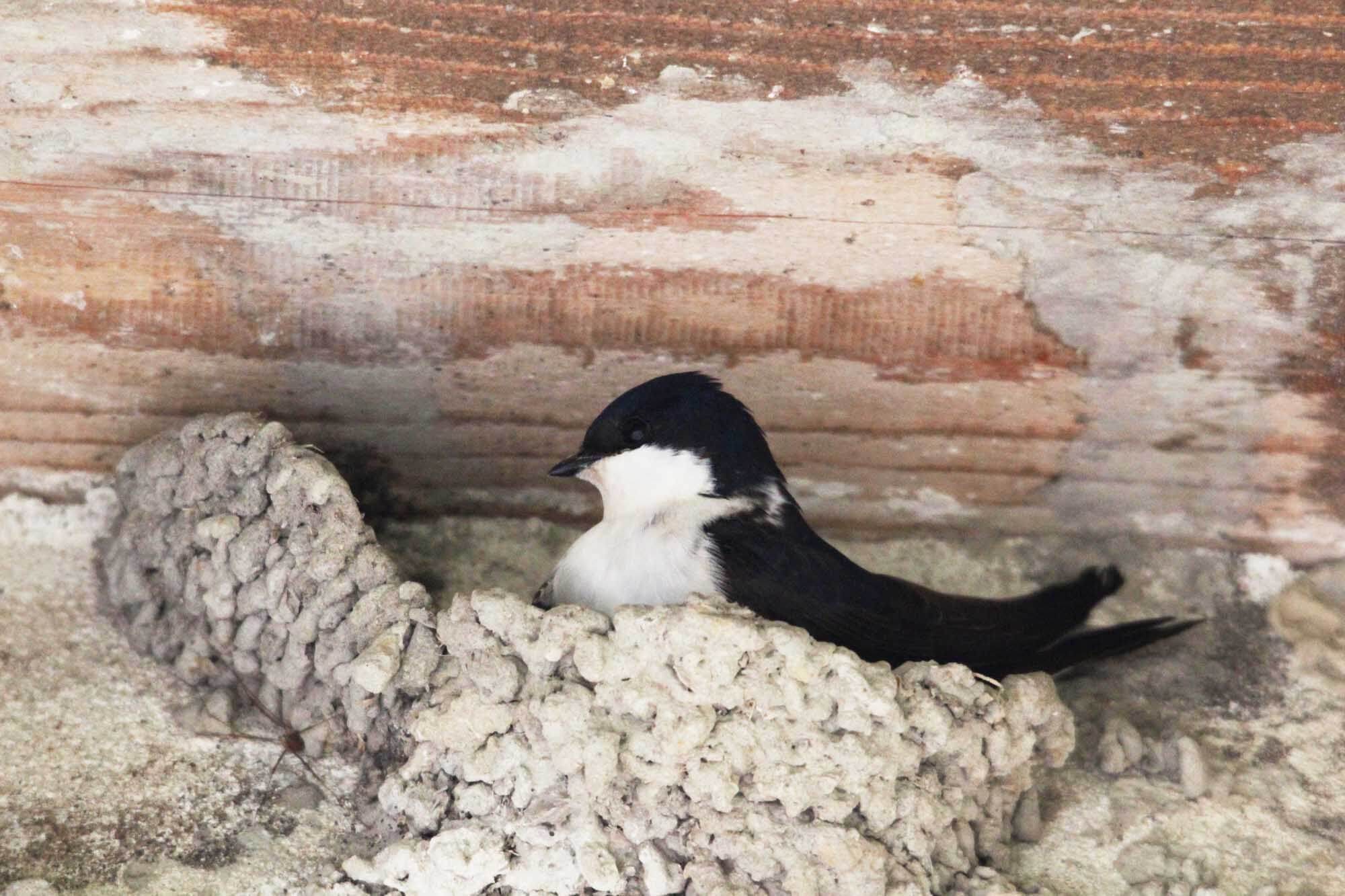Window Swallow