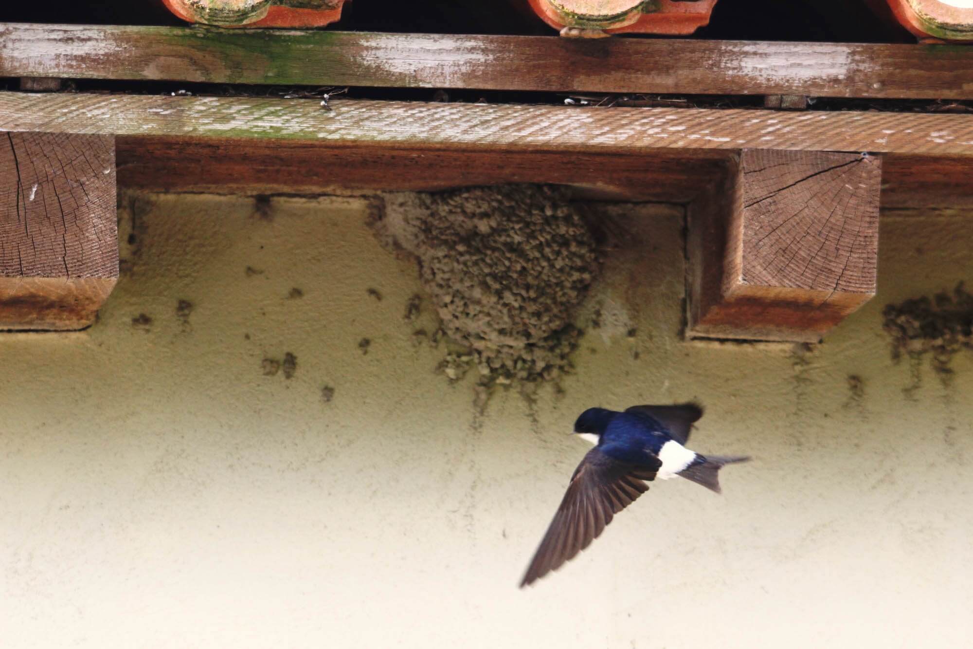 Window Swallow