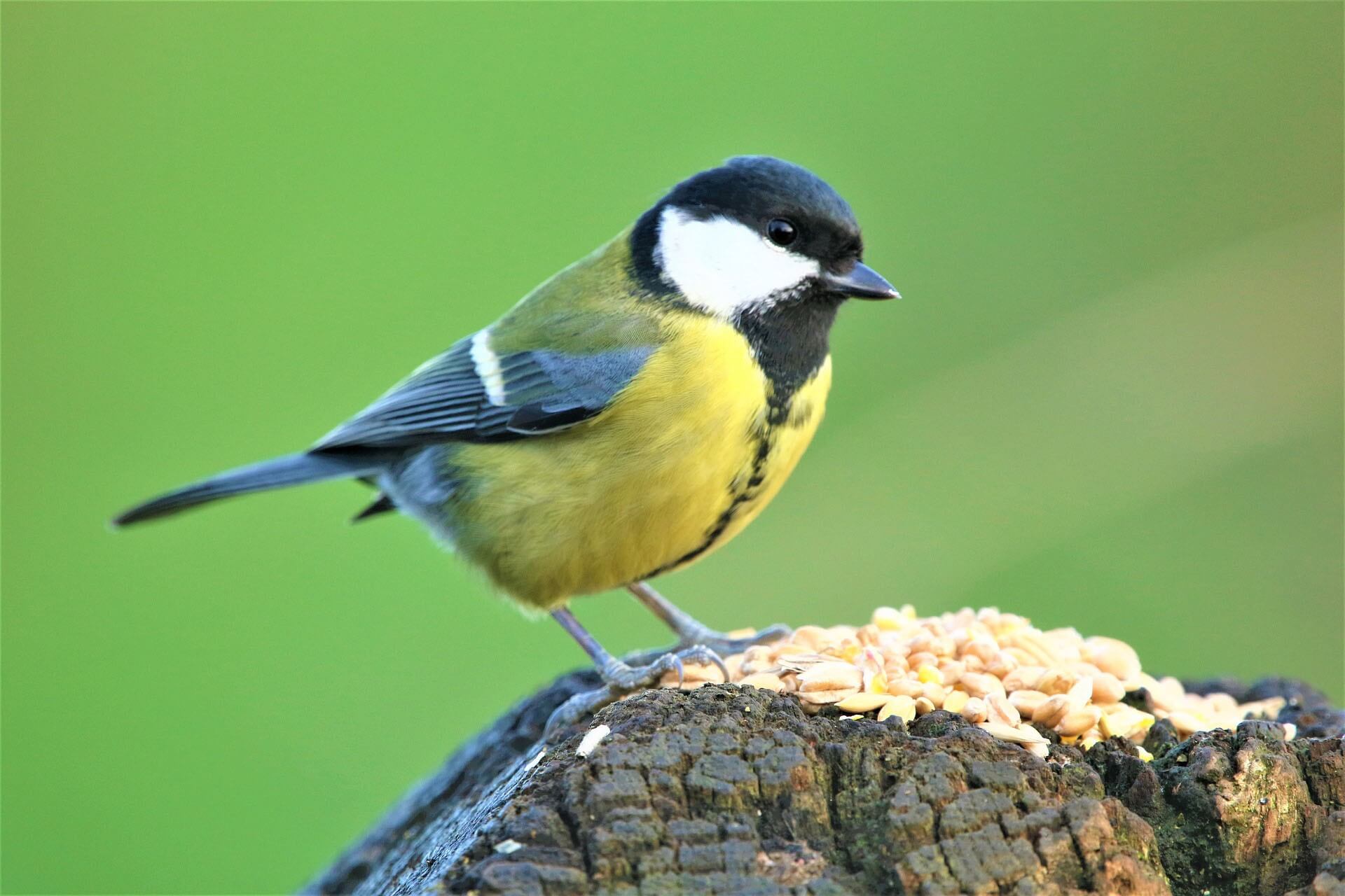 Charcoal Tit