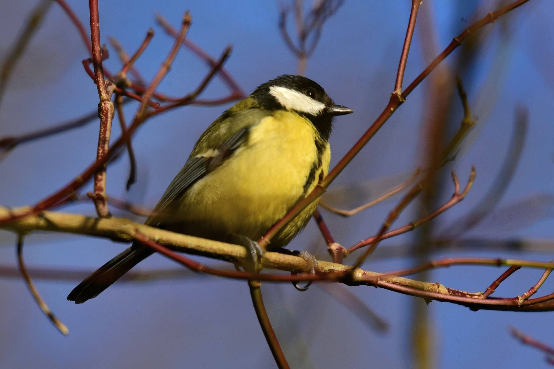Charcoal Tit