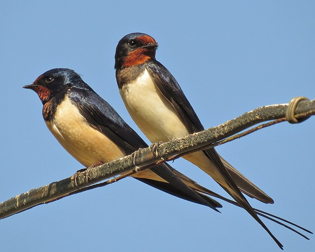 Rustic swallows
