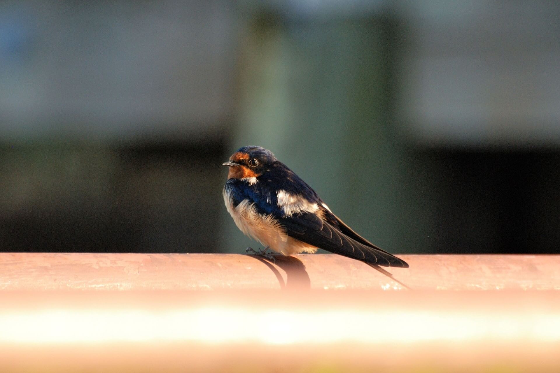 Rustic Swallow