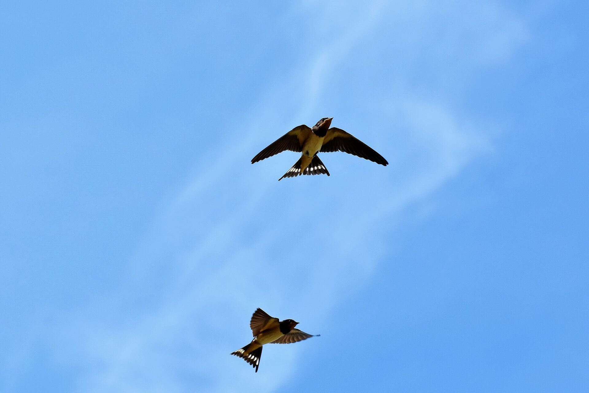 Rustic swallows