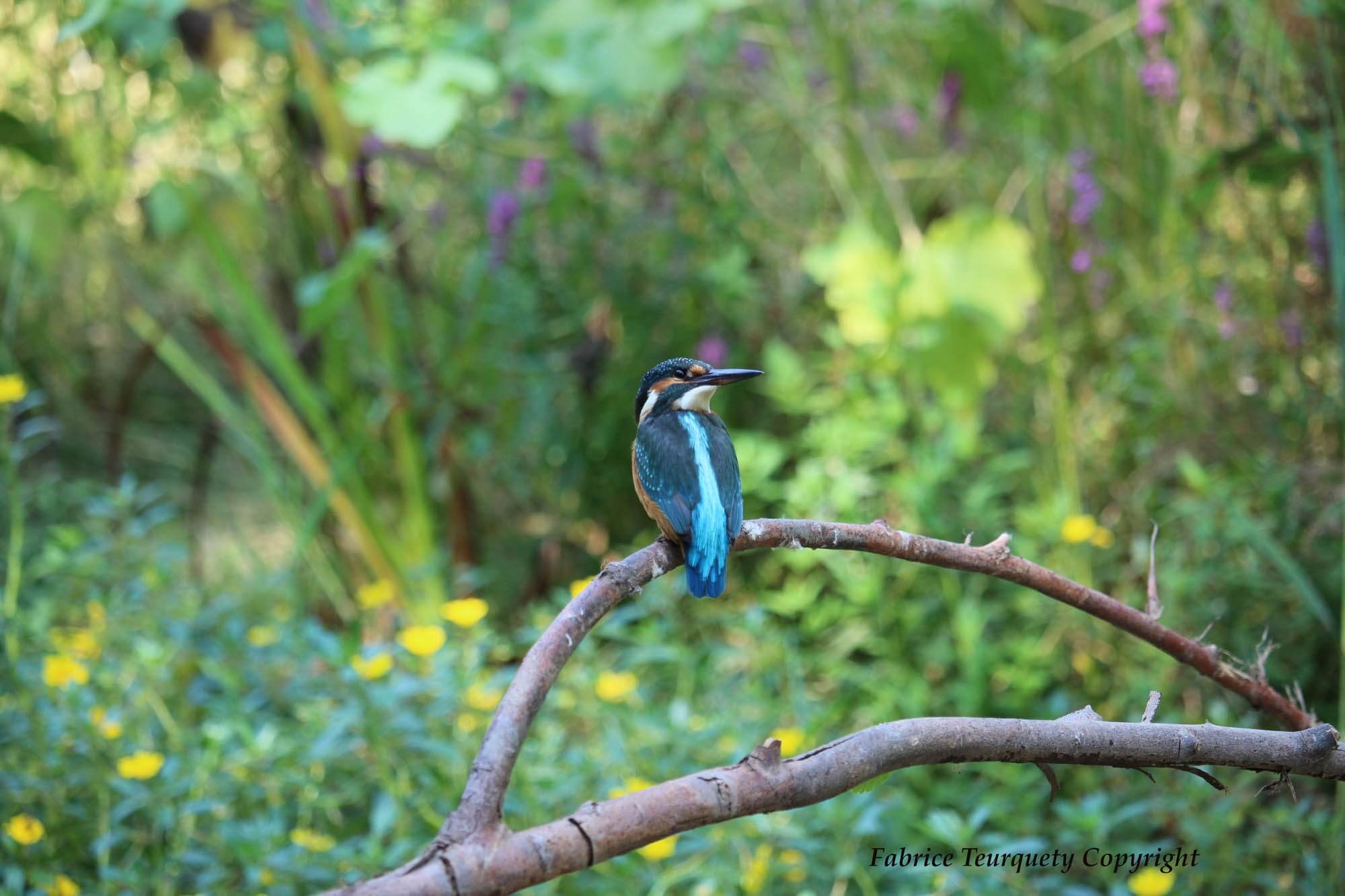 Kingfisher