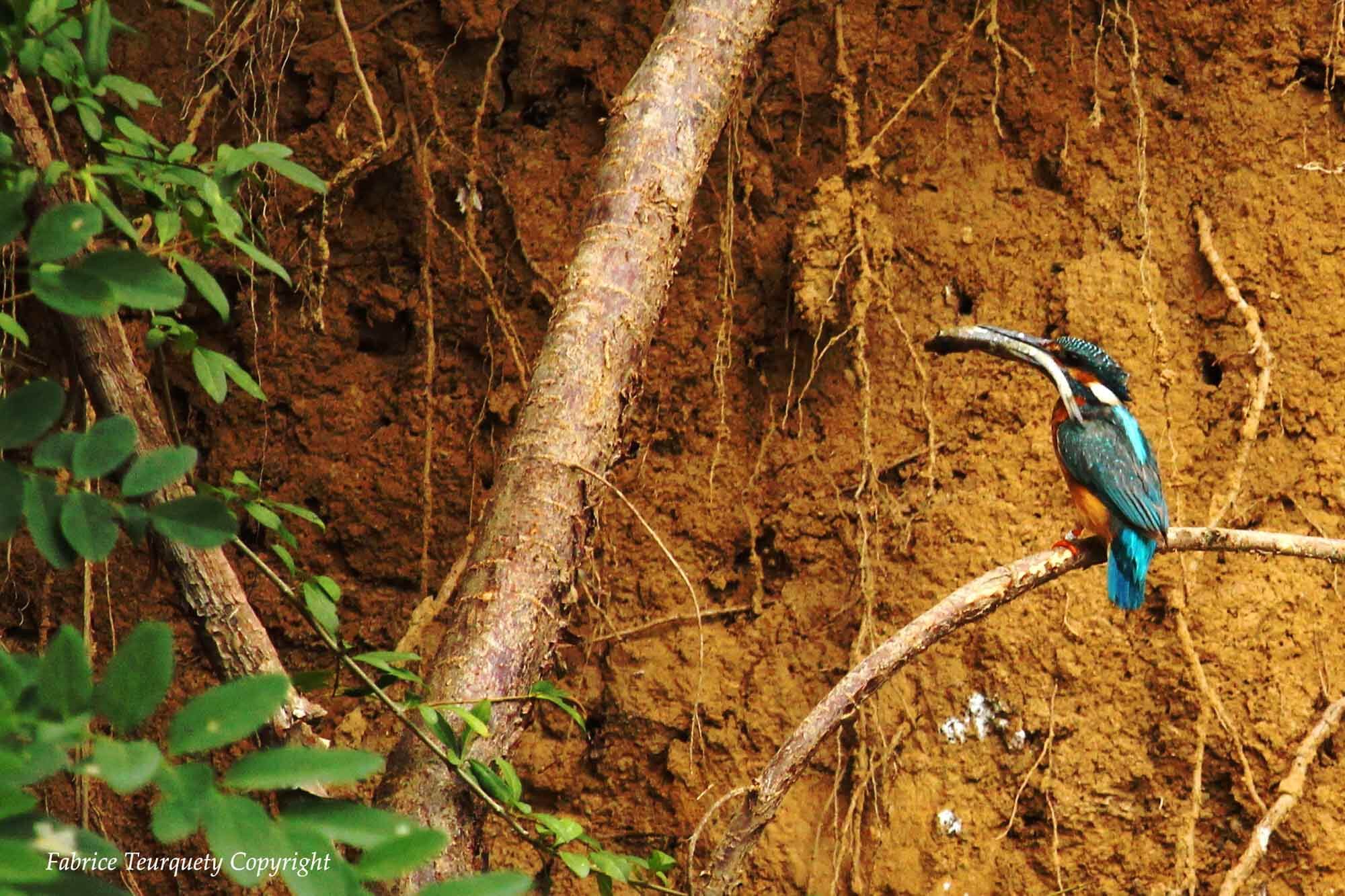 Kingfisher