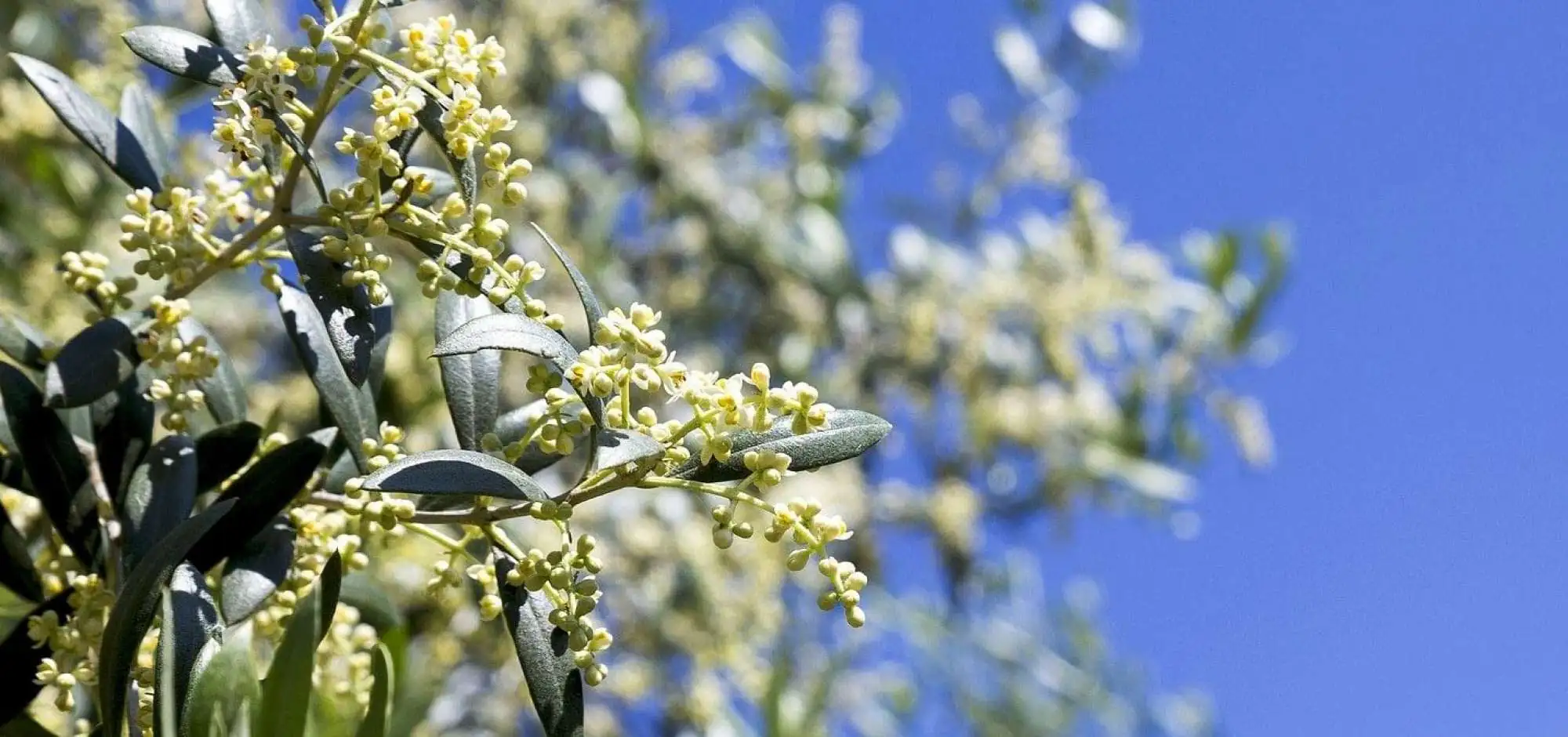 The flowering of olive trees in Luberon