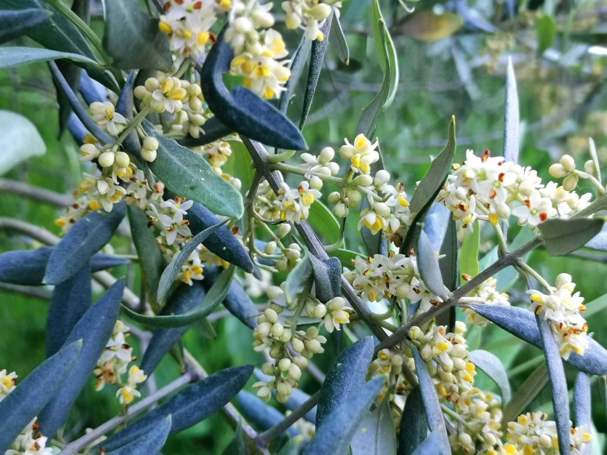 Flowering of olive trees