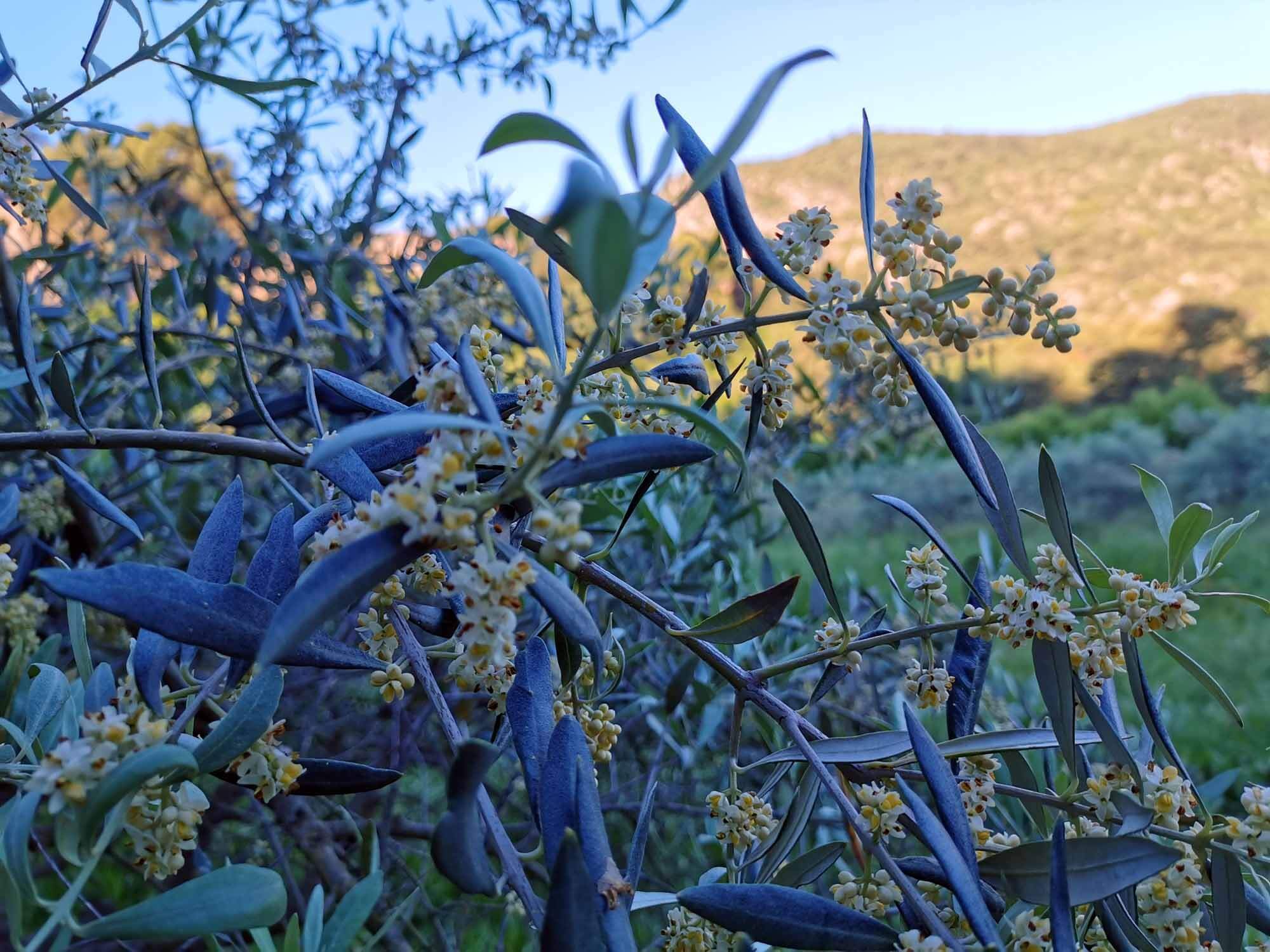 Flowering of olive trees
