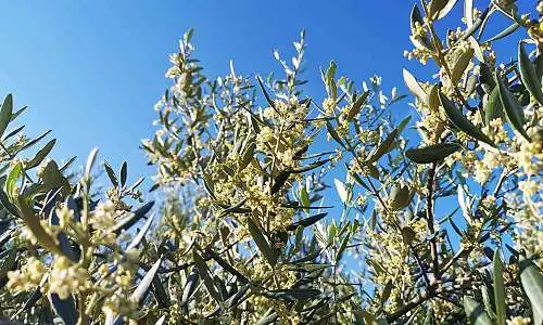 Floraison_oliviers_03.jpg