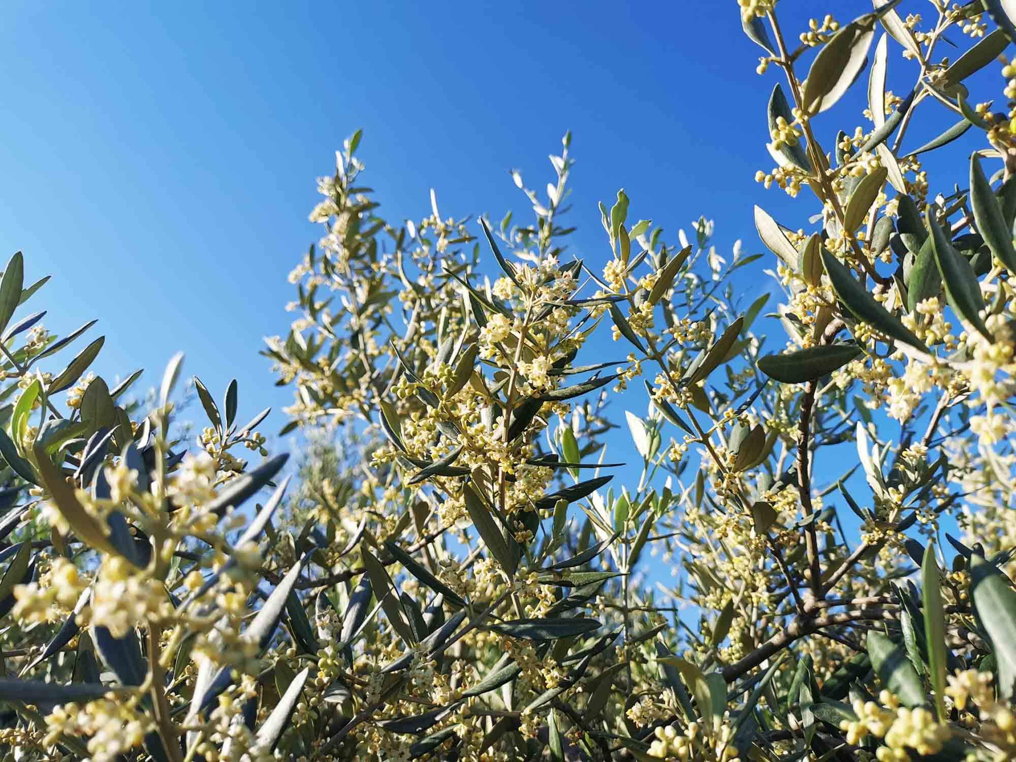 Flowering of olive trees