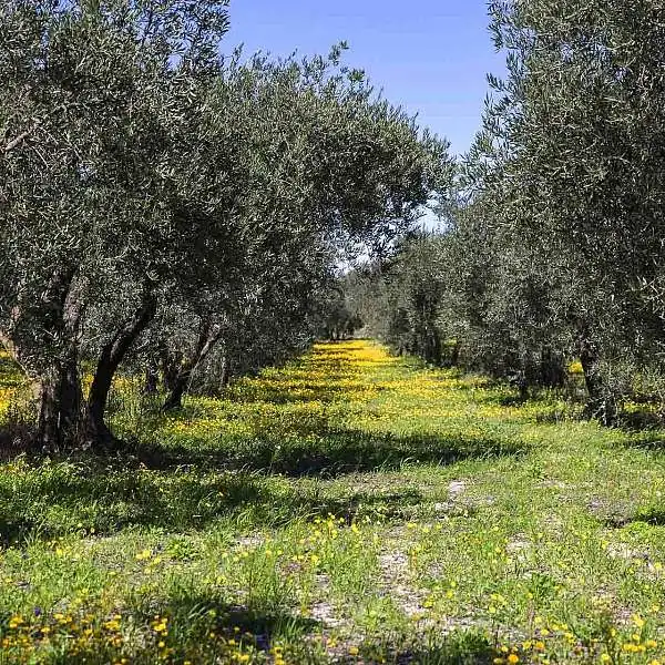 The flowering of olive trees in Luberon