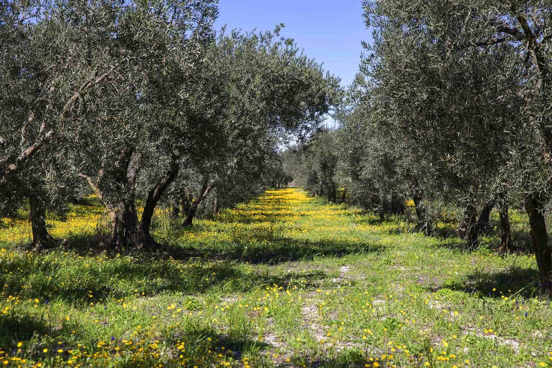 Flowering of olive trees