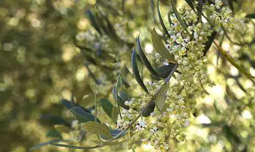 flora-4546723_1920_rumpel.jpg