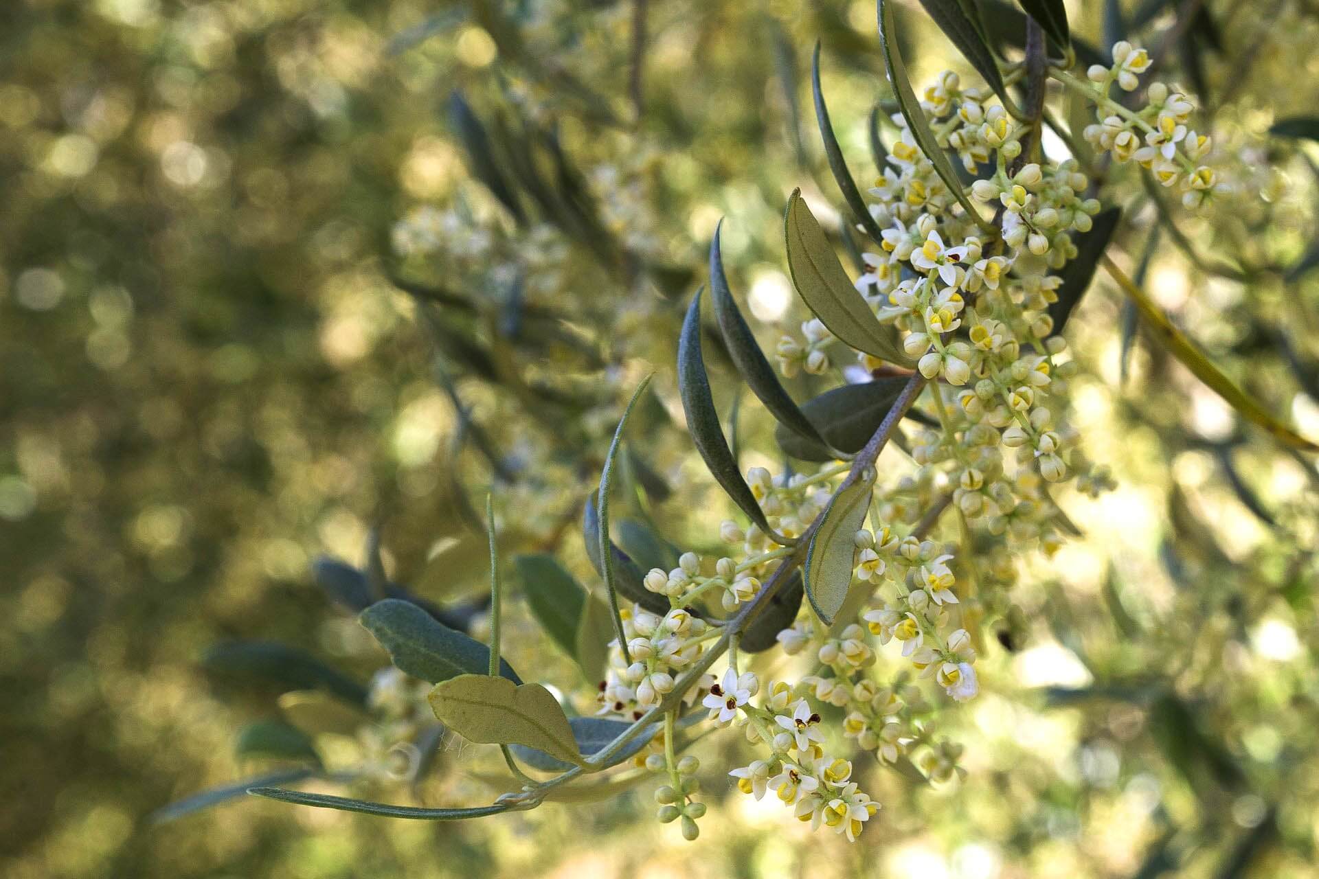 Flowering of olive trees