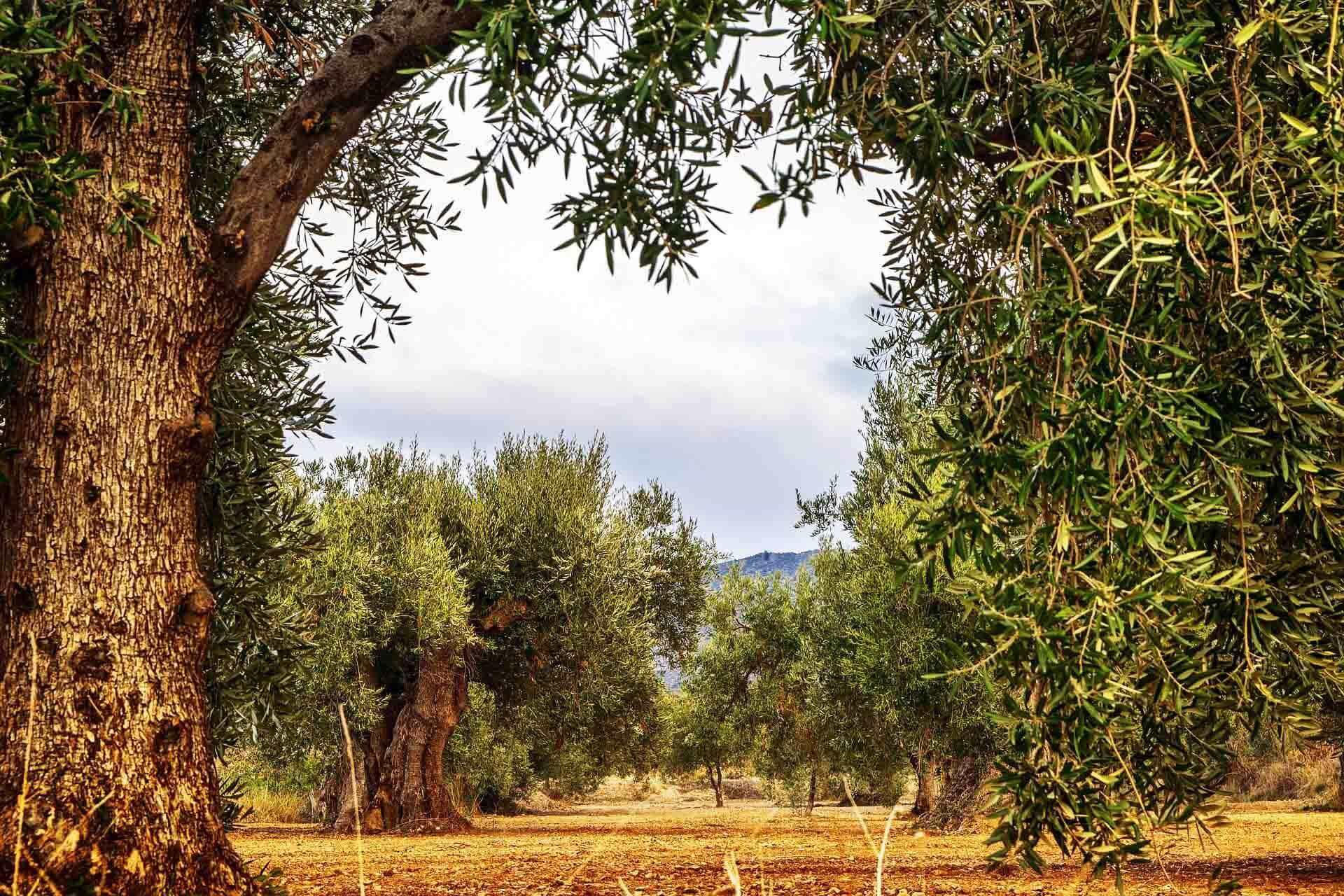Flowering of olive trees