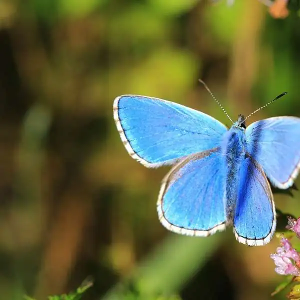 Butterflies and other Provencal insects in our fields