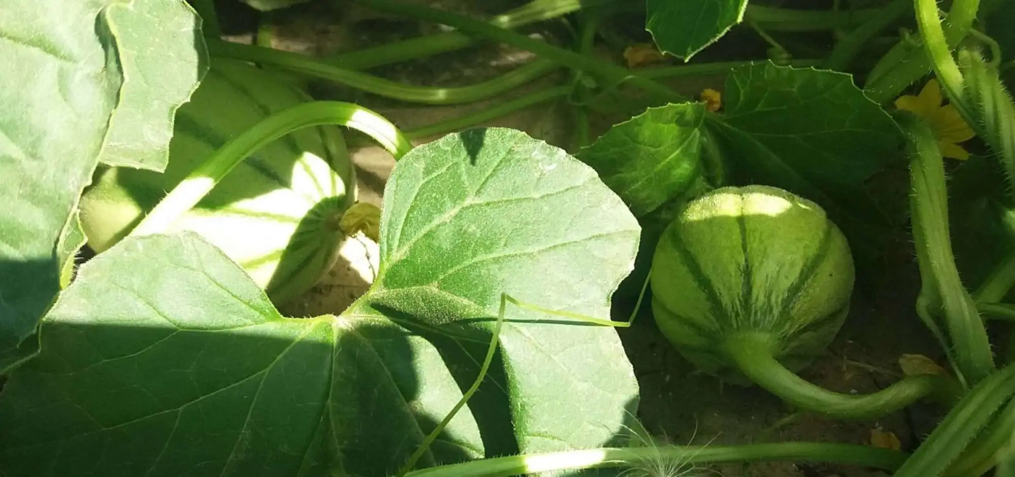 Ideas of recipes based on melon!