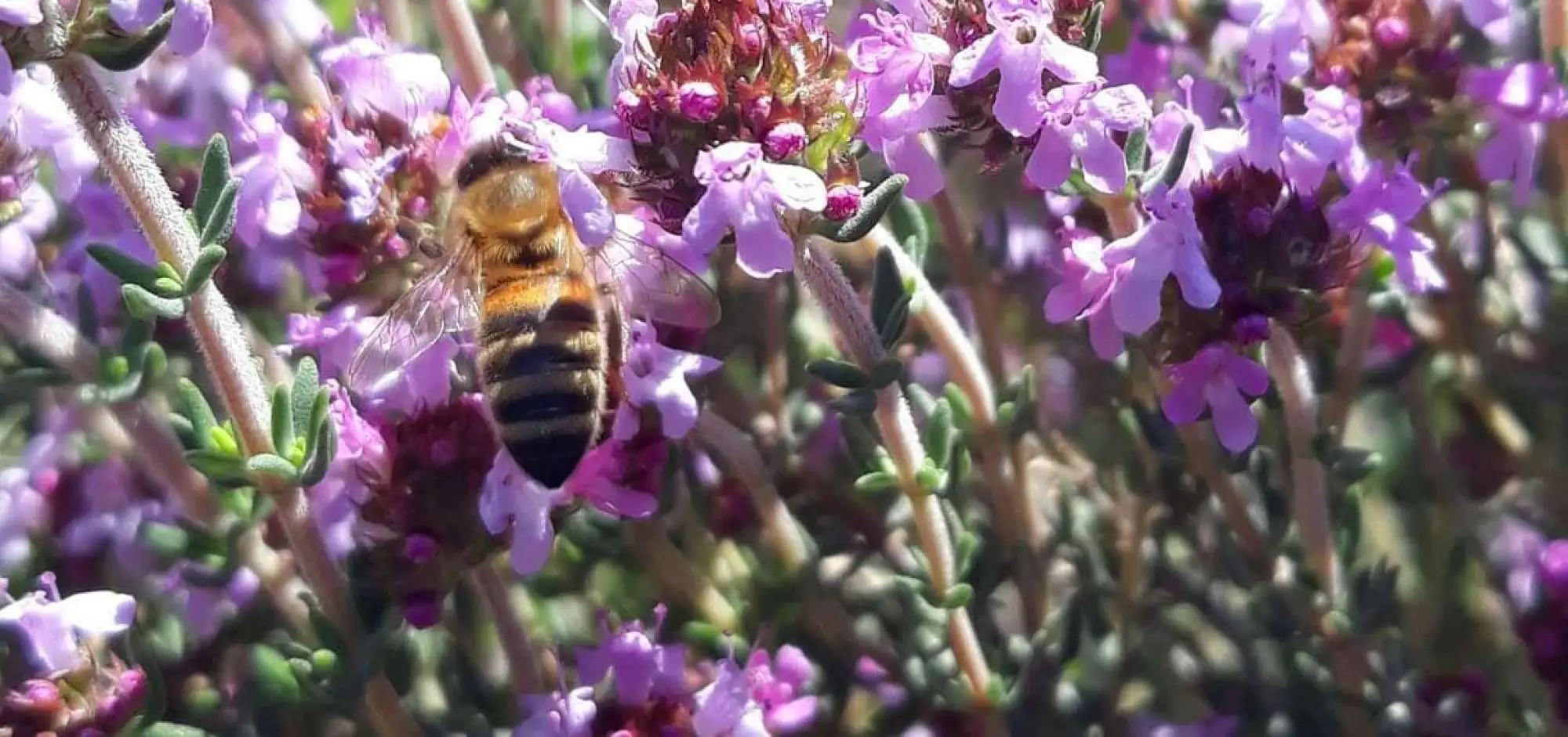 Rucher Petit Luberon