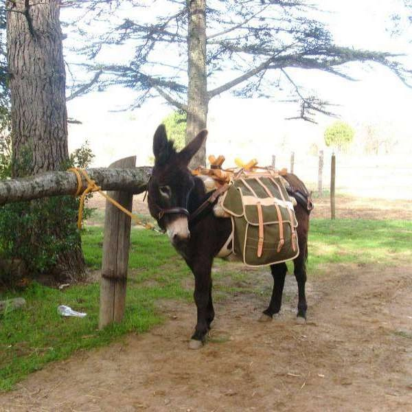 Hiking donkey rental