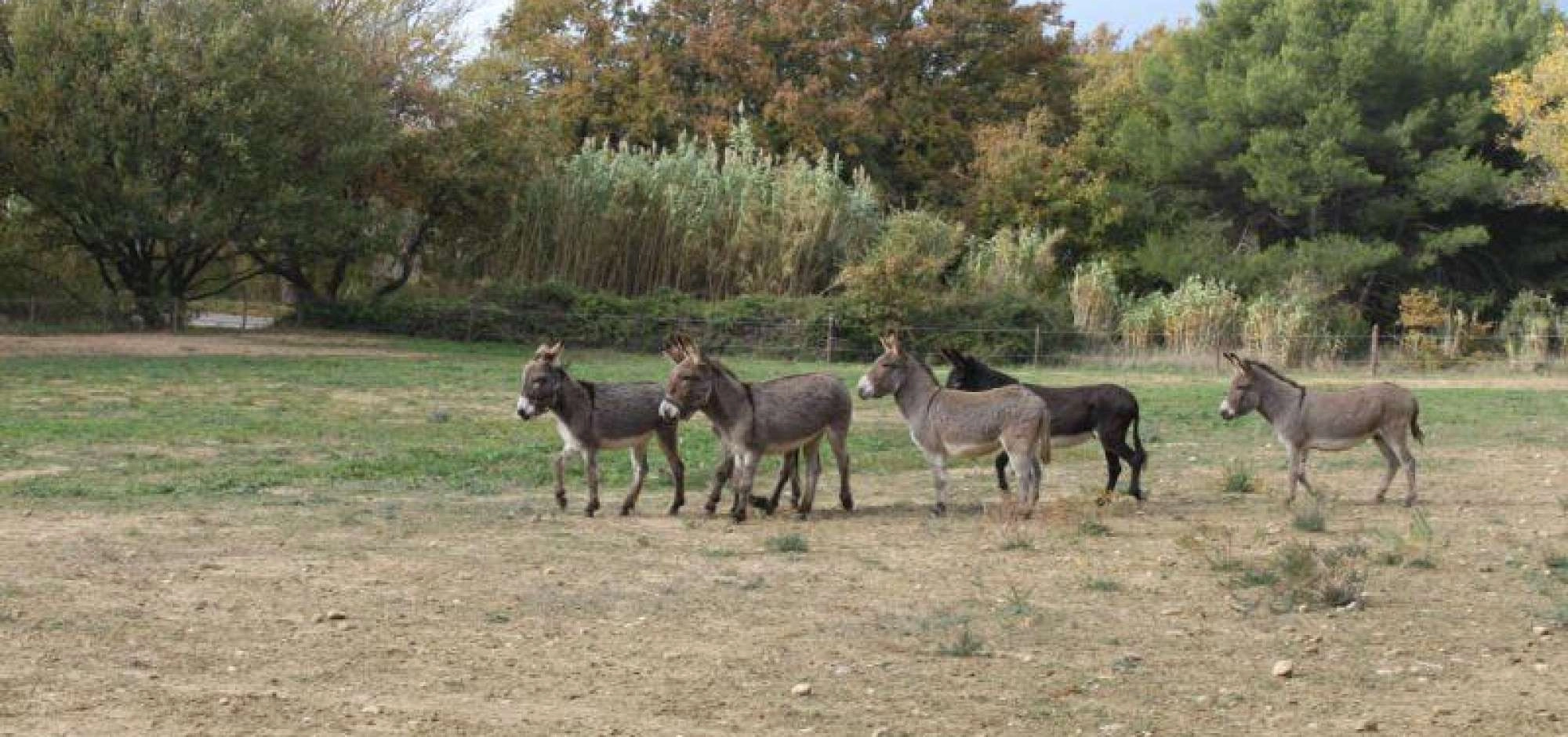 Hiking donkey rental