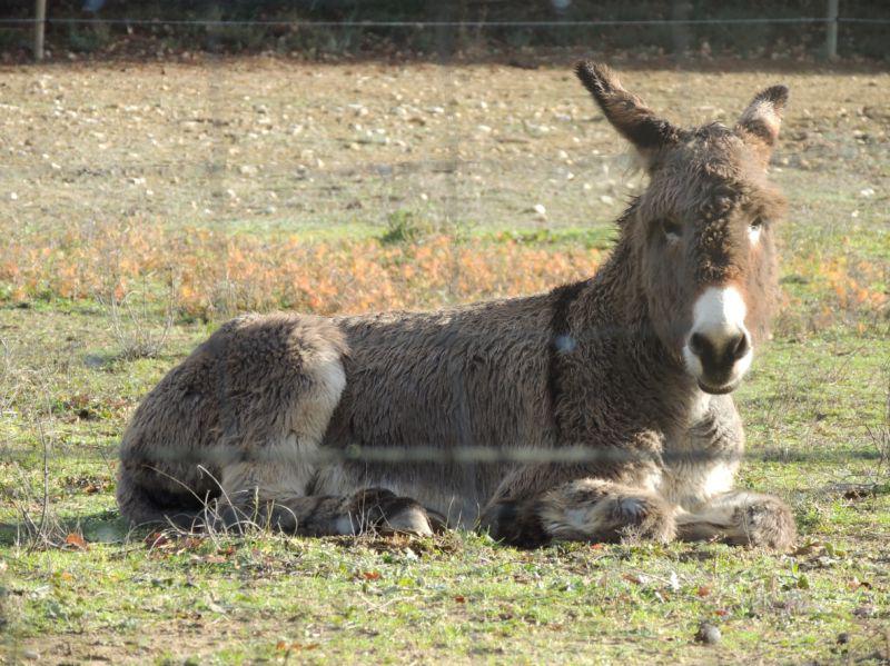 The ears of the Luberon - Maubec