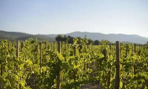 Domaine de Maslauris