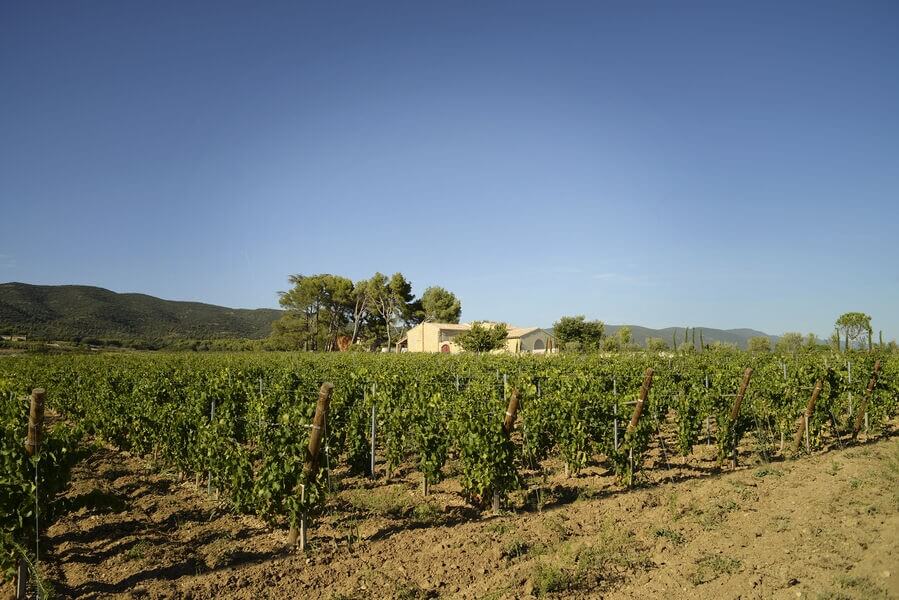 Vineyard of MasLauris Estate with the Luberon hills in the background in Lauris