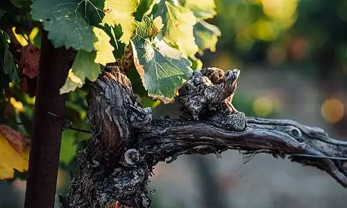Photo 2 ©Vincent AGNES - AOC LUBERON.jpg