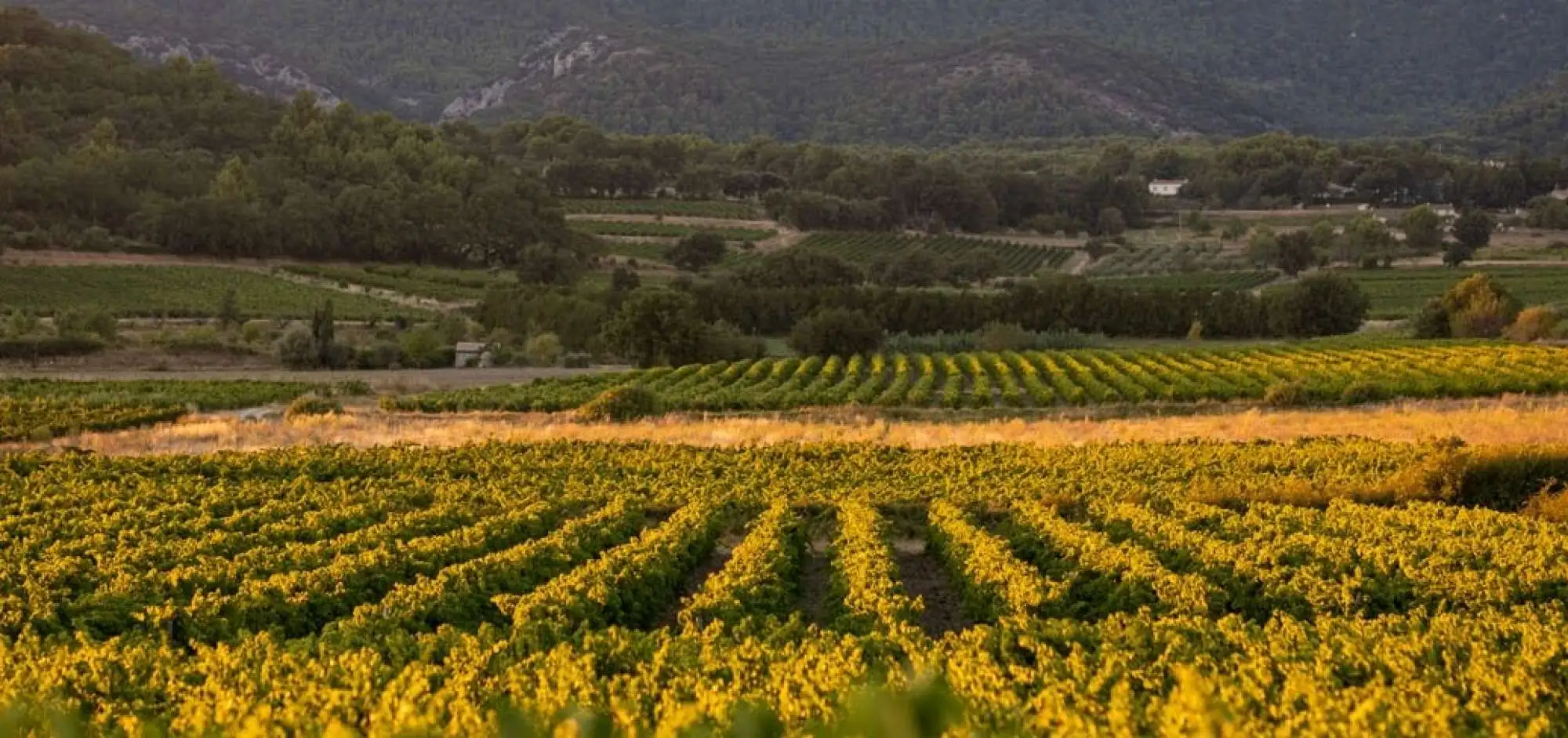 Wines to the rhythm of the Luberon 