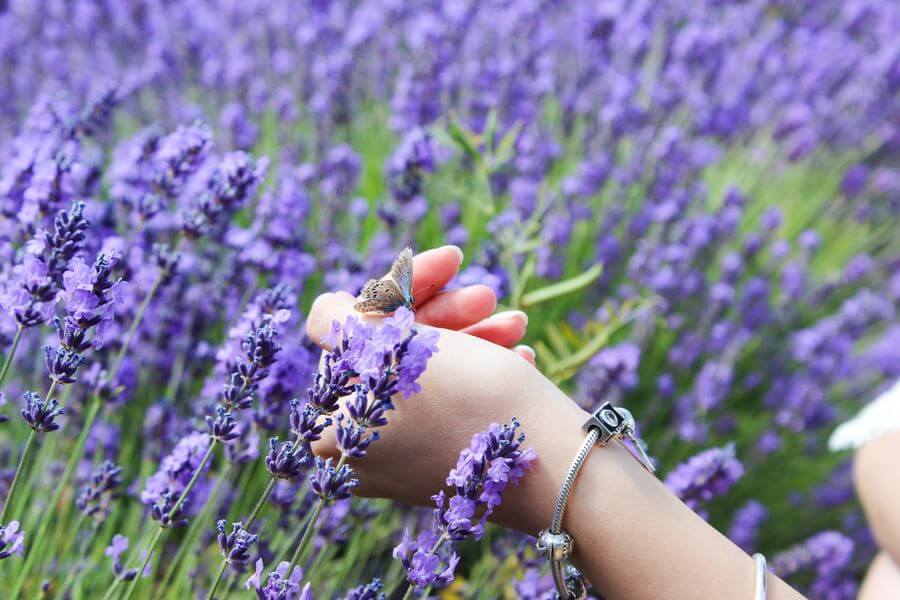 Family heritage and lavender expertise at the Lavender Museum Luberon