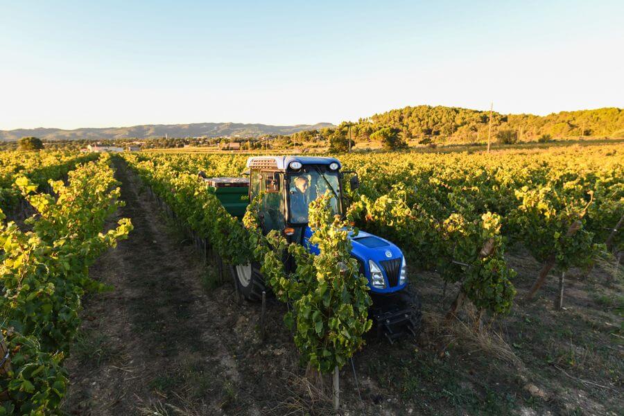 Work in the vineyard at MasLauris Estate in Lauris in the Luberon