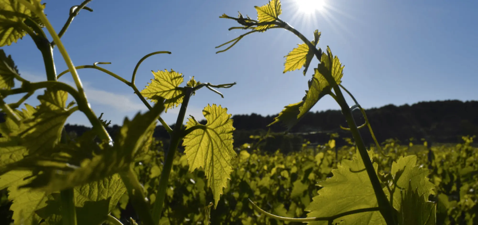 Wine tourism