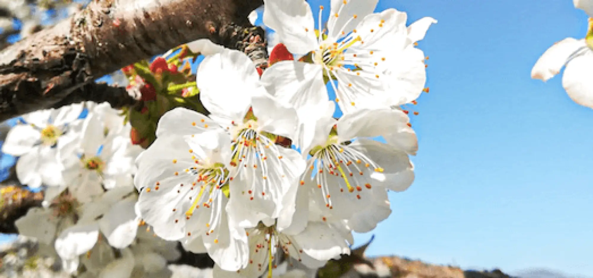 Spring weekend in love