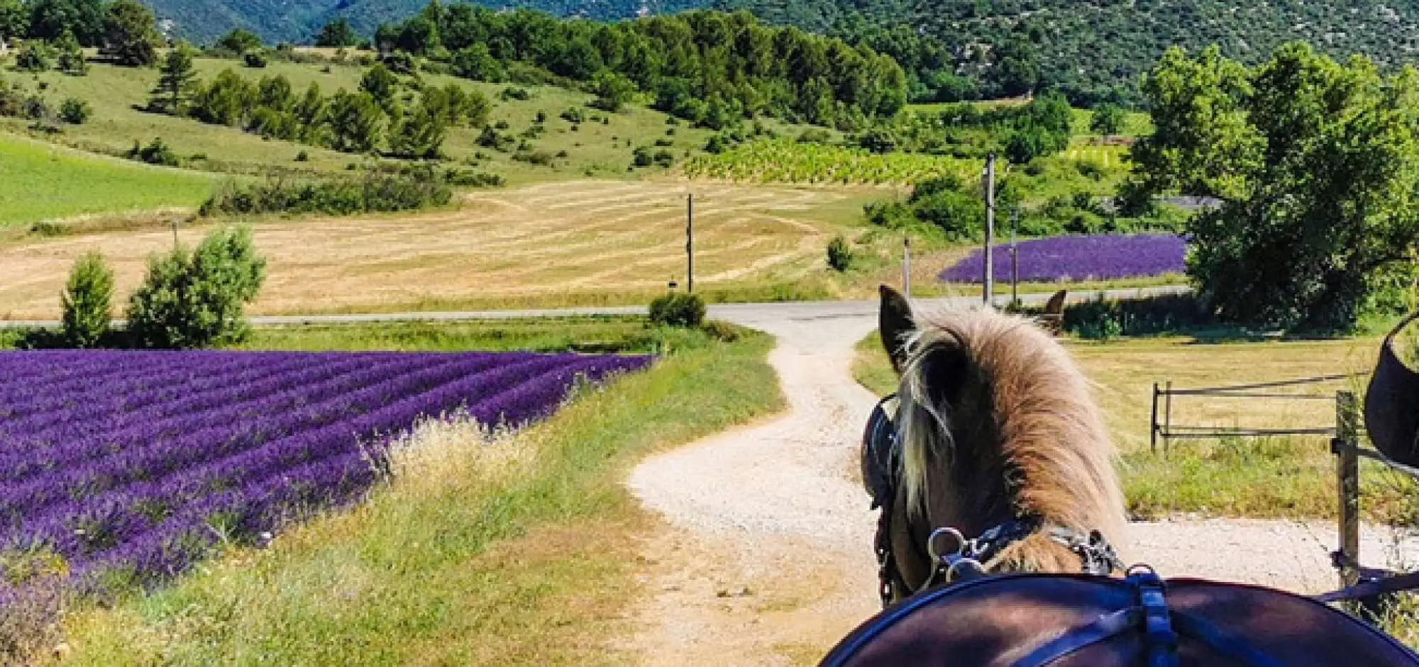 In the footsteps of Colorado - Discovery of heritage by horse-drawn carriage