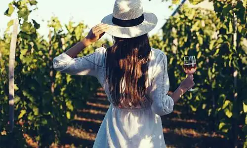 Découvrez leur vignoble...